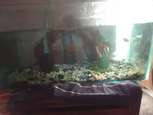 Aquarium Fish Tank With Oxygen Pump and Fish