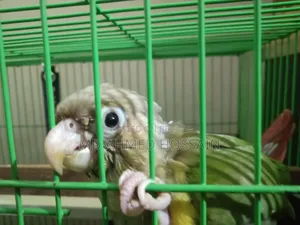গ্রিন চেক কনুর বেবি