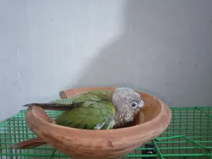 গ্রিন চেক কনুর বেবি