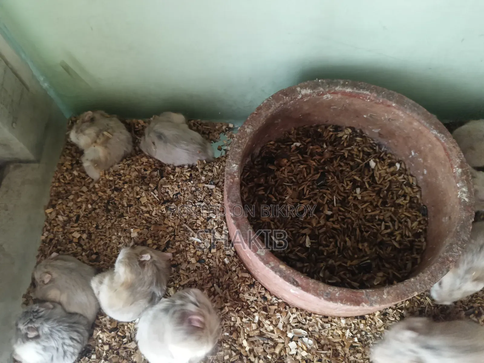 Hamester (হ্যামেস্টার)