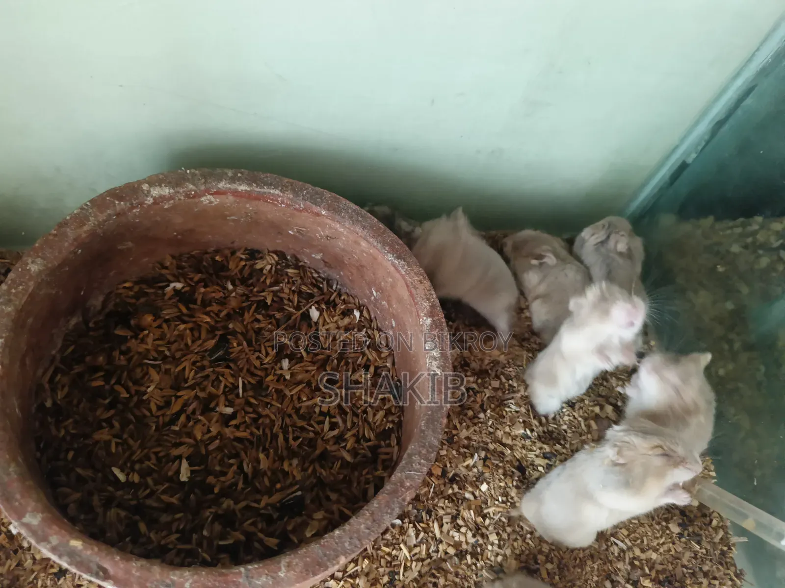 Hamester (হ্যামেস্টার)