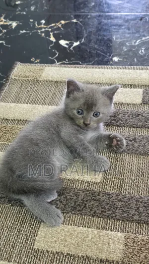 1-3 Months Male Purebred British Shorthair