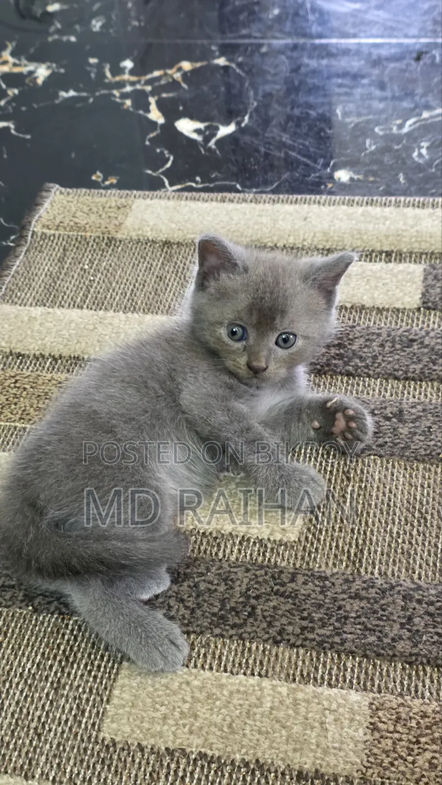 1-3 Months Male Purebred British Shorthair