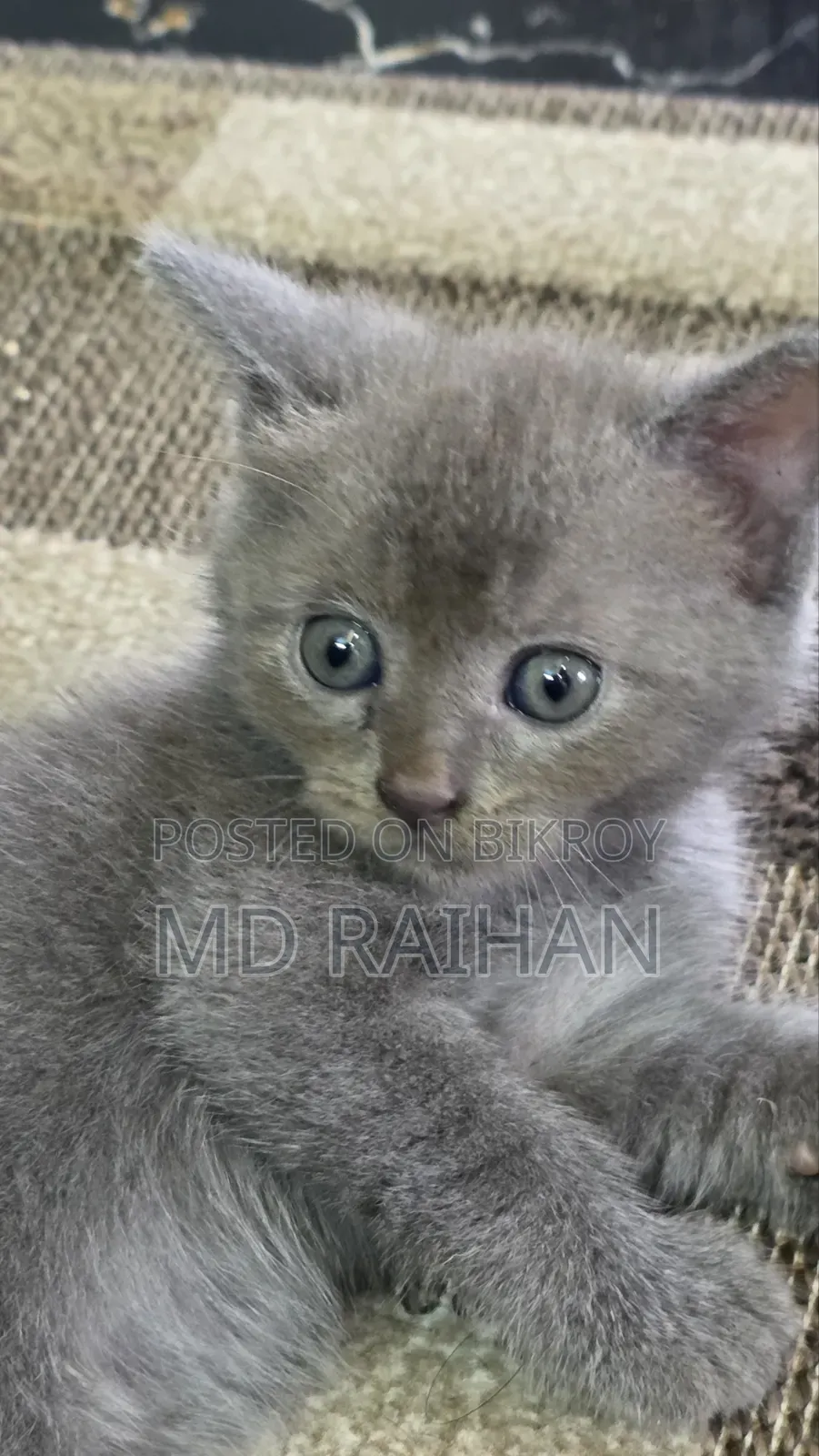 1-3 Months Male Purebred British Shorthair