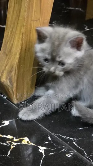 1-3 Months Male Purebred British Shorthair