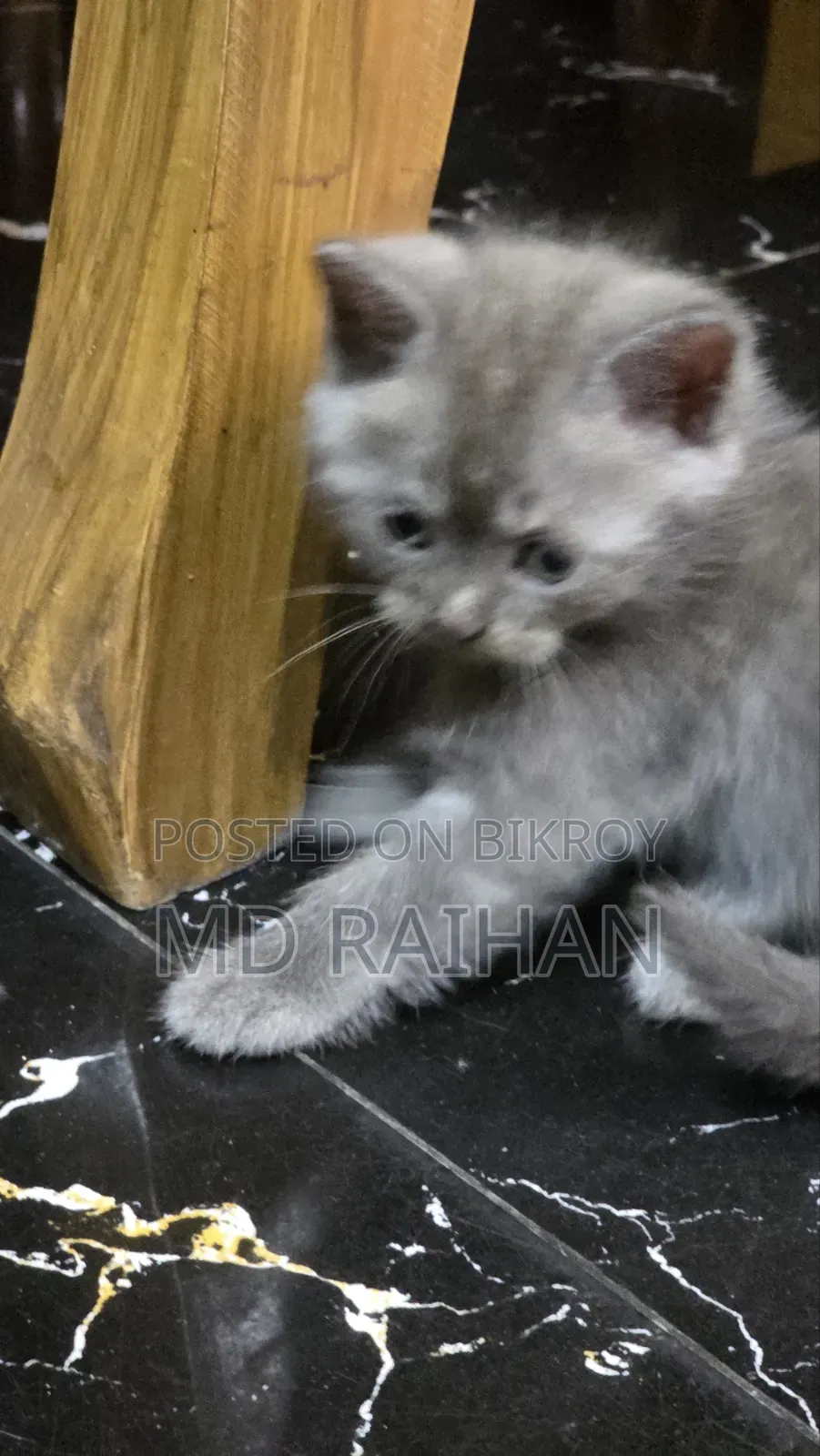 1-3 Months Male Purebred British Shorthair
