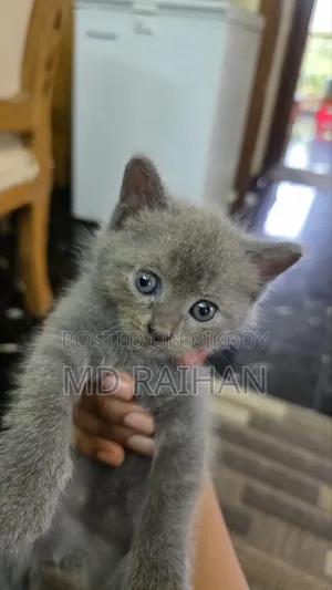 1-3 Months Male Purebred British Shorthair