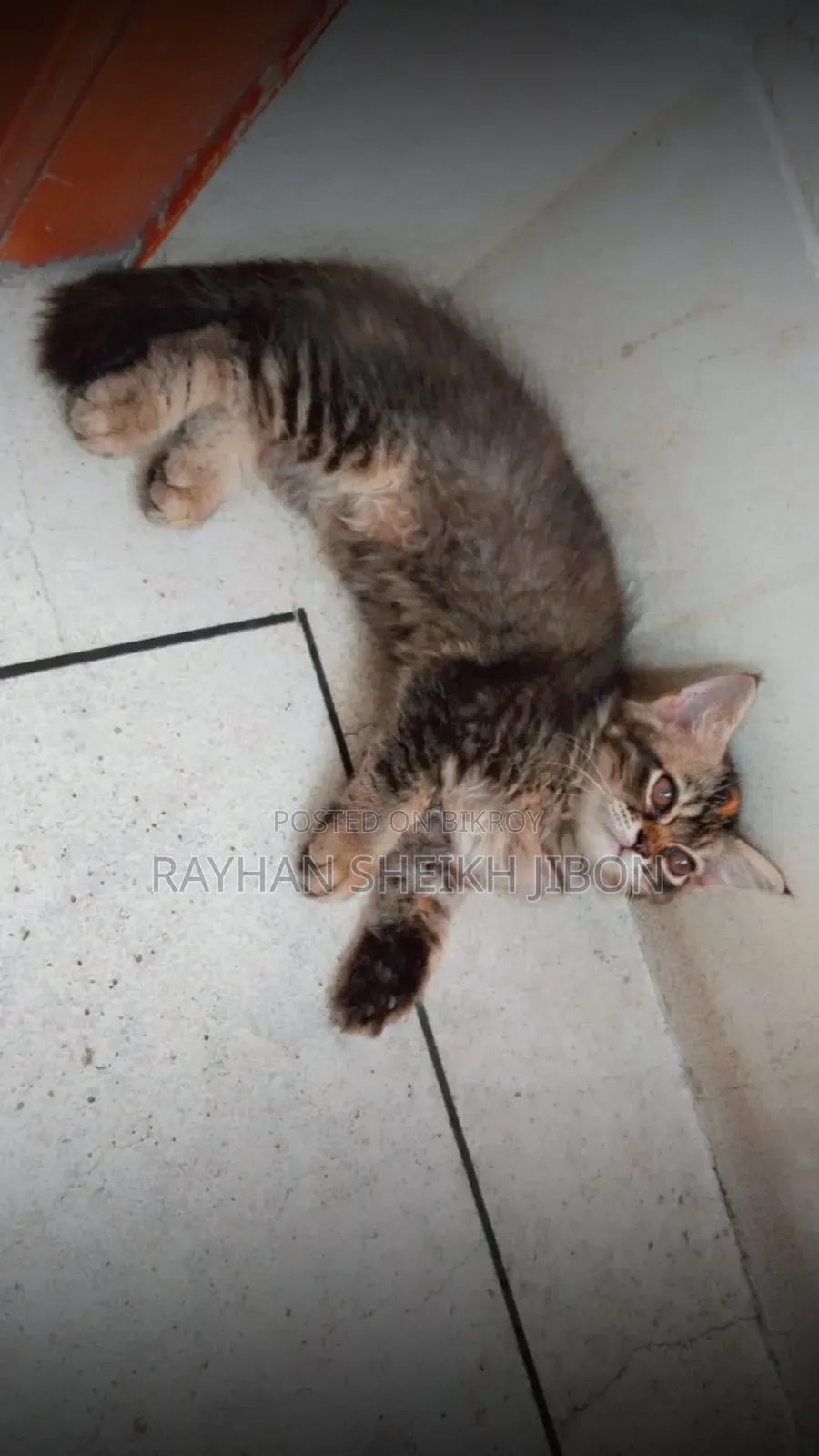 1+ Year Female Purebred British Shorthair