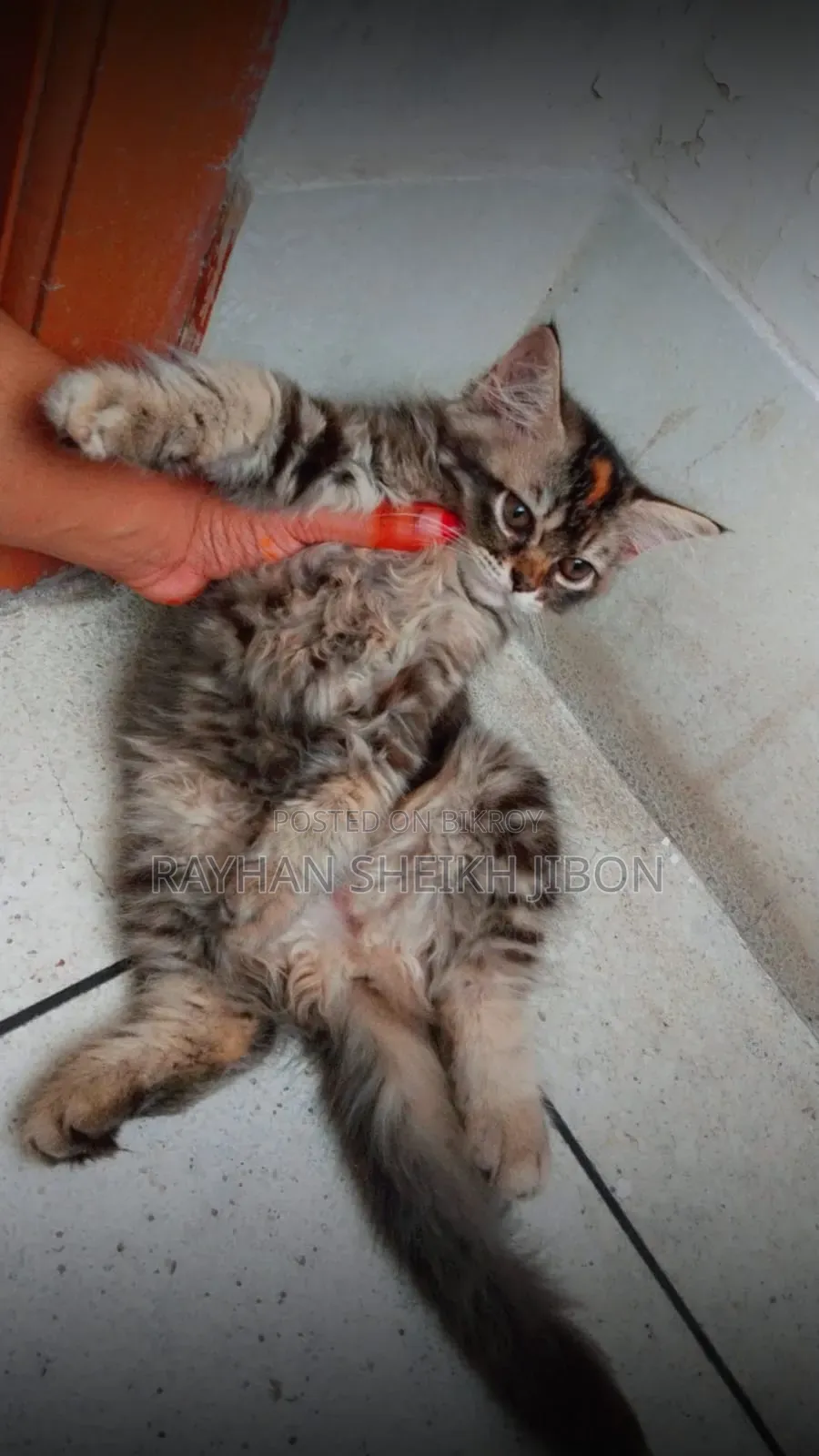 1+ Year Female Purebred British Shorthair