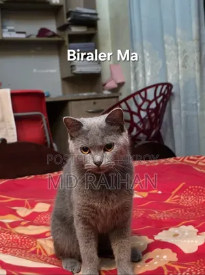 1-3 Months Male Purebred British Shorthair