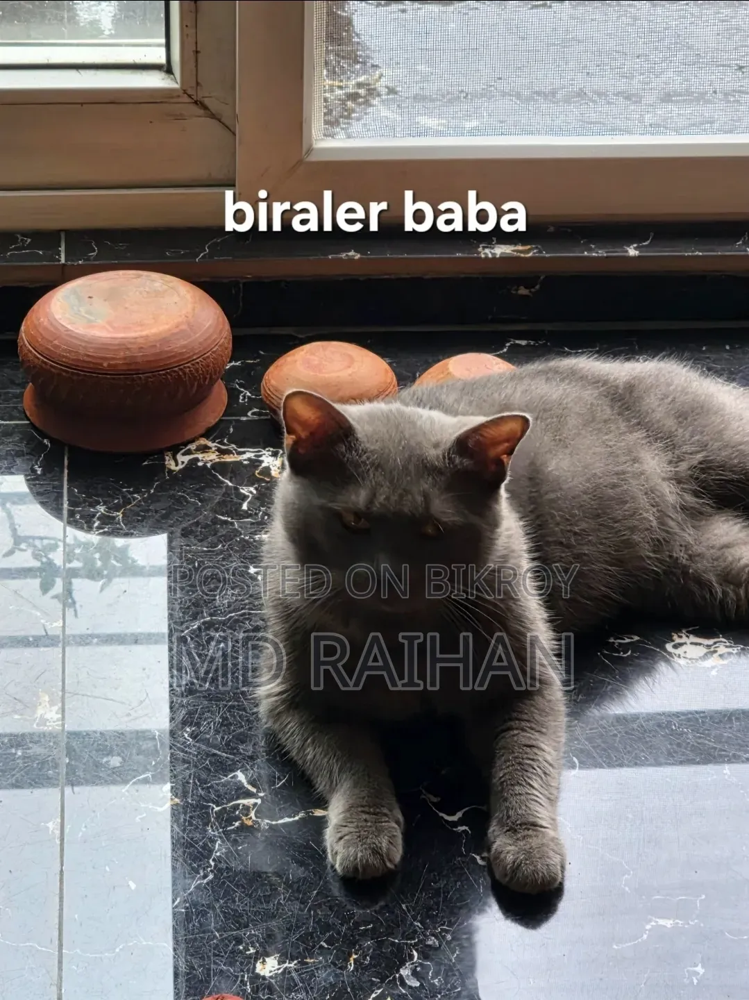 1-3 Months Male Purebred British Shorthair