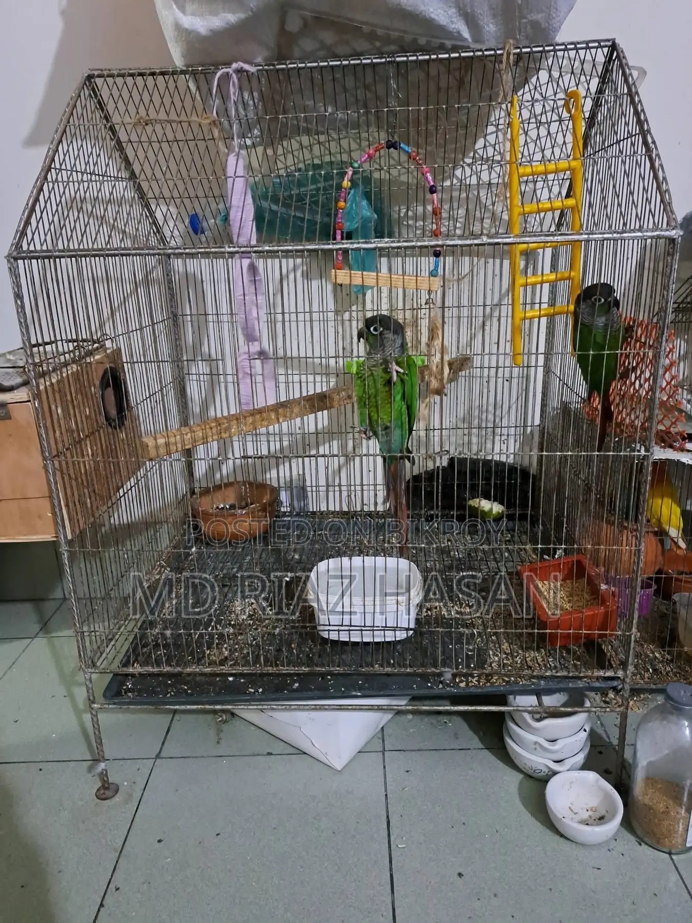 Green Cheek Conure + Birds Cage Full Set