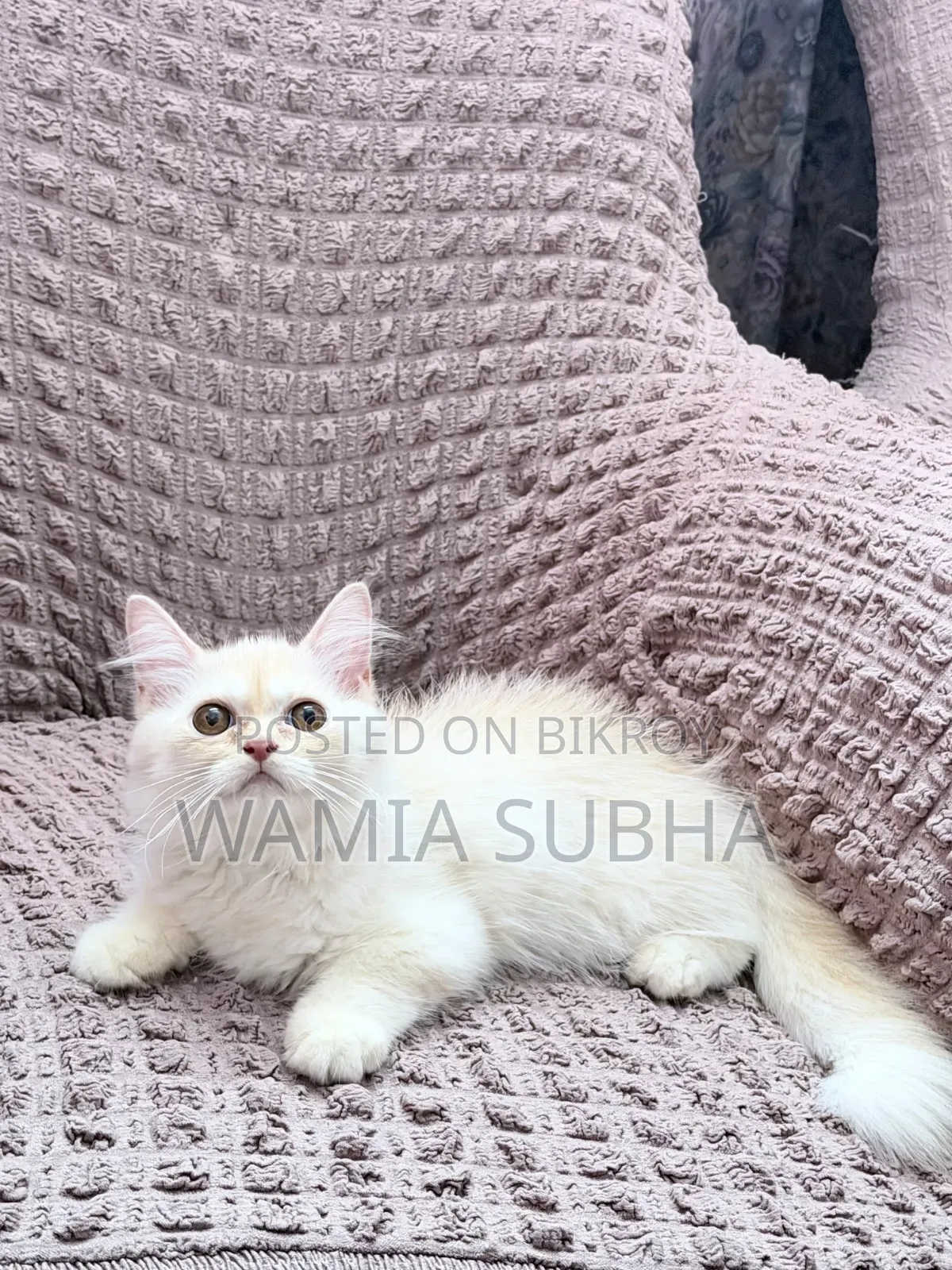 1-3 Months Male Purebred Persian