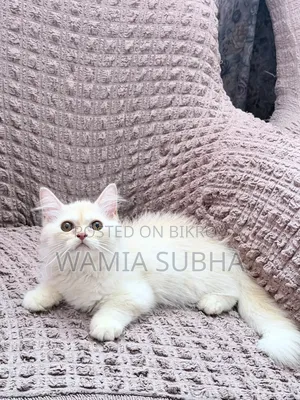 1-3 Months Male Purebred Persian