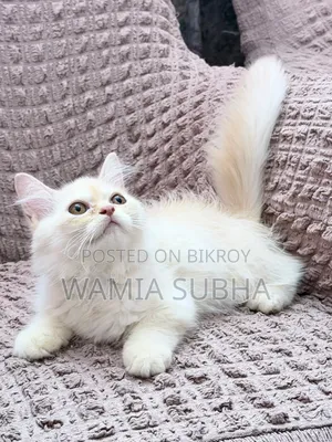 1-3 Months Male Purebred Persian