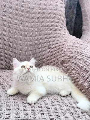 1-3 Months Male Purebred Persian