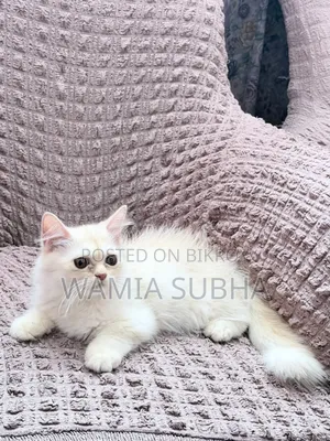 1-3 Months Male Purebred Persian