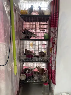 Ghia Pigeon for Sale