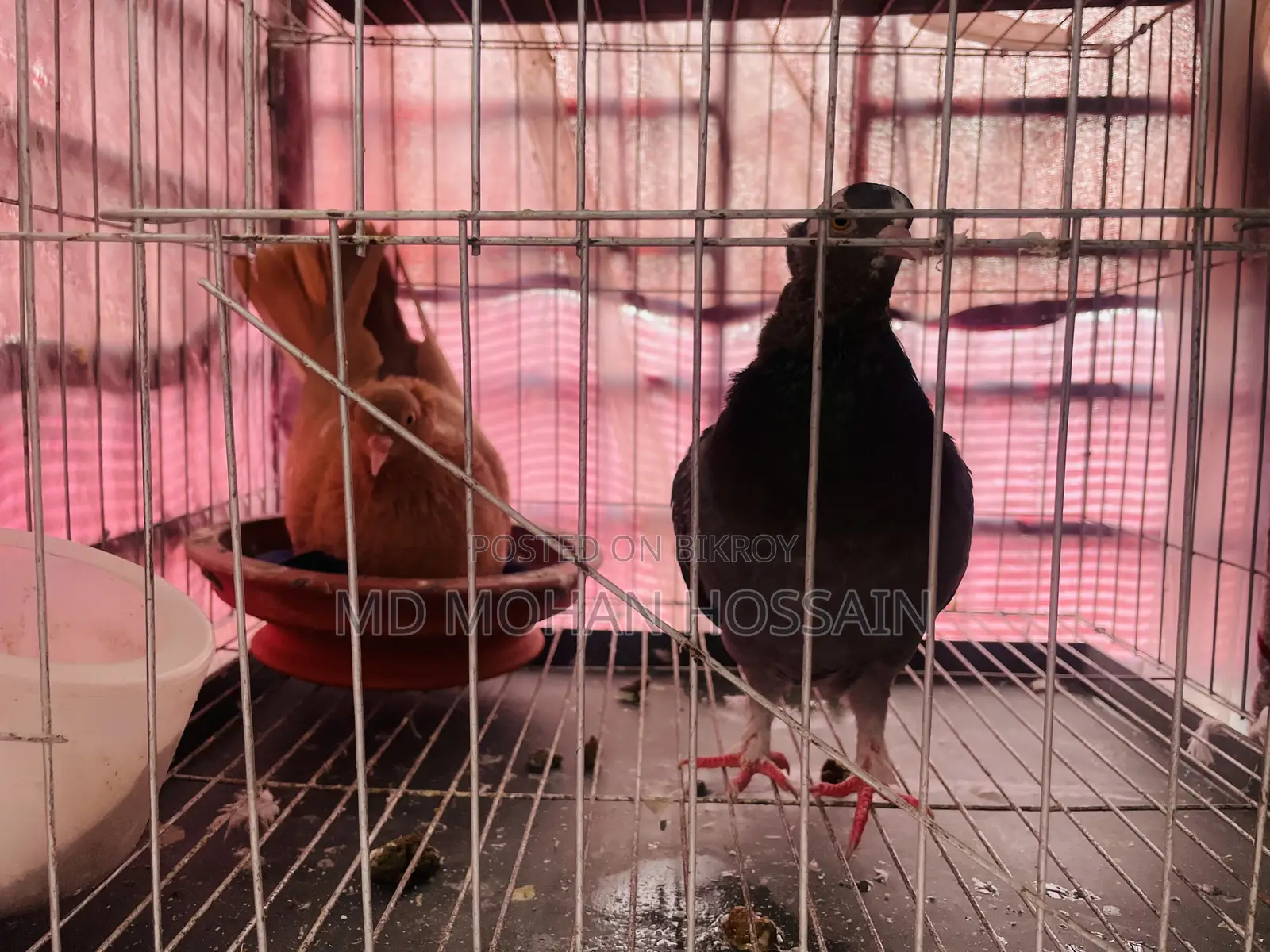 Ghia Pigeon for Sale