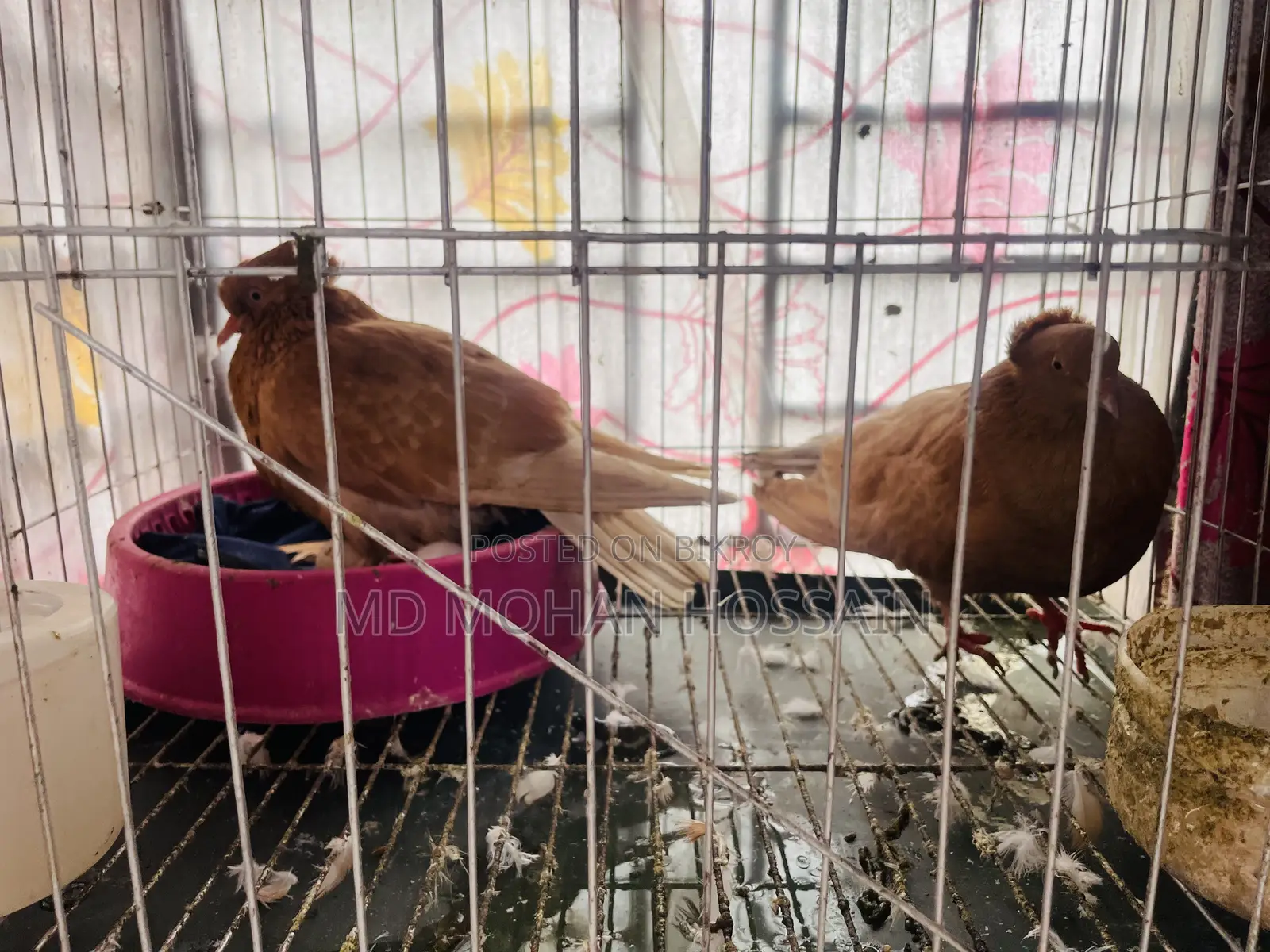 Ghia Pigeon for Sale