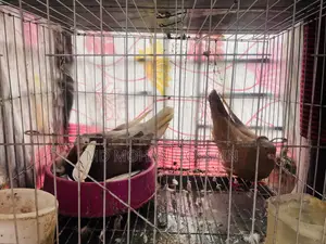 Ghia Pigeon for Sale