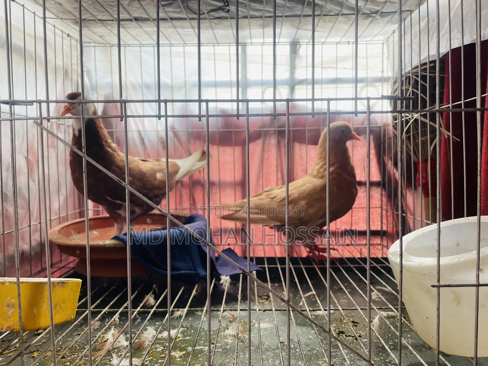 Ghia Pigeon for Sale