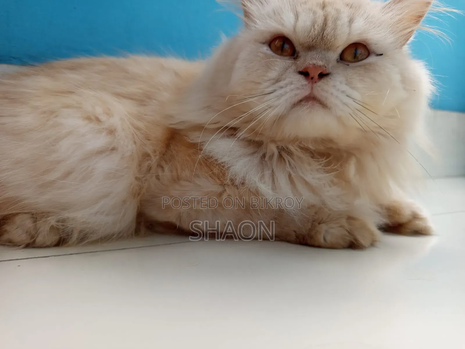 ১+ বছরের পুরুষ পিওরব্রেড পার্সিয়ান