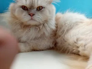১+ বছরের পুরুষ পিওরব্রেড পার্সিয়ান