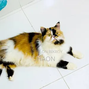 ১+ বছরের মহিলা বিশুদ্ধ জাতের পার্সিয়ান বিড়াল