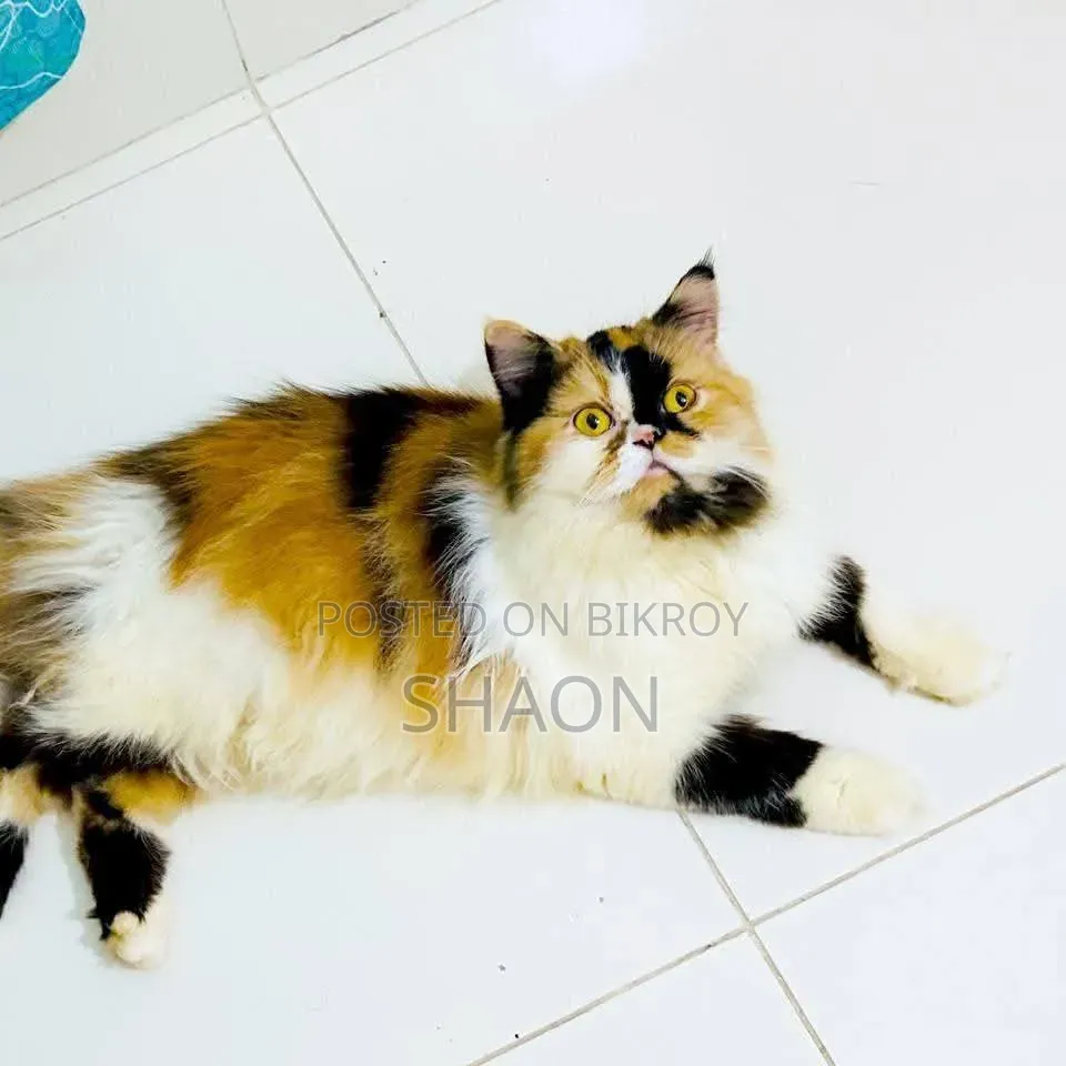 ১+ বছরের মহিলা বিশুদ্ধ জাতের পার্সিয়ান বিড়াল