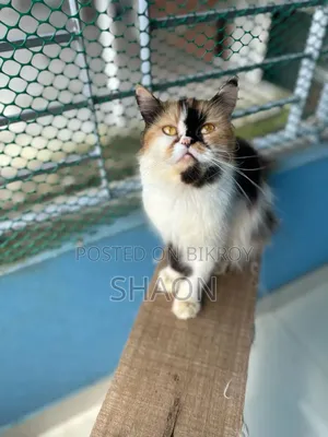 ১+ বছরের মহিলা বিশুদ্ধ জাতের পার্সিয়ান বিড়াল
