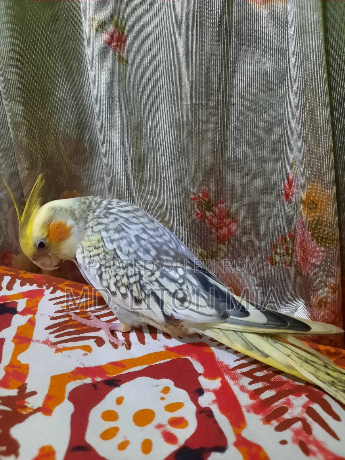 মেল ককাটেল পাখি