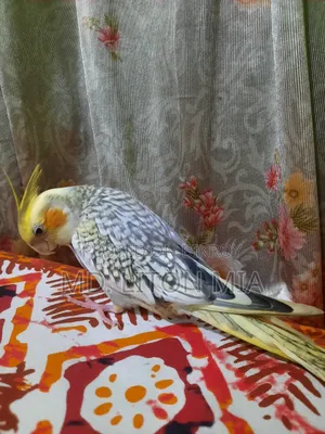 মেল ককাটেল পাখি