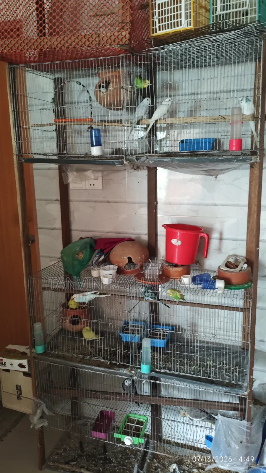 Budgies
