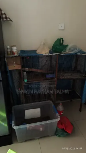 Budgies