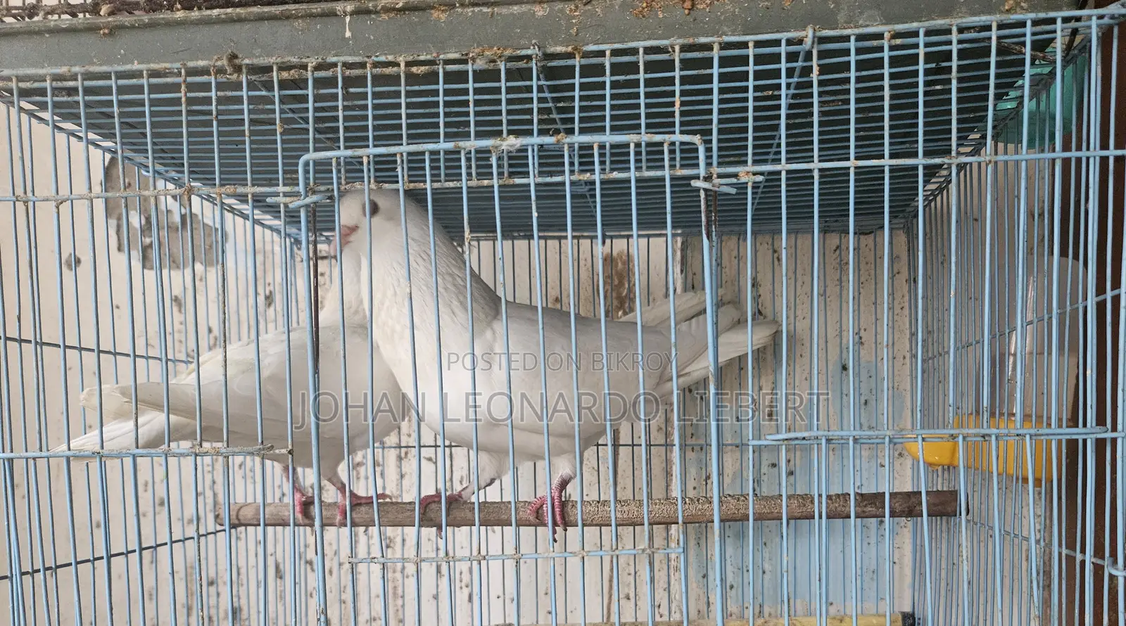 2 Pair White Pigeons