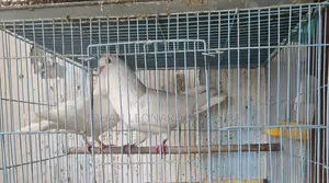 2 Pair White Pigeons