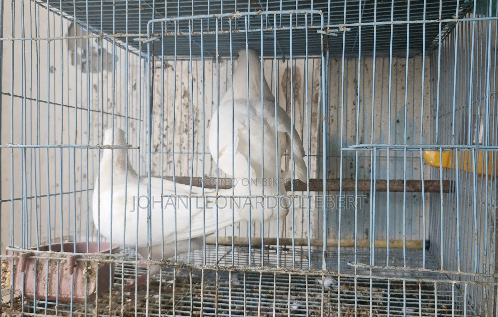 2 Pair White Pigeons