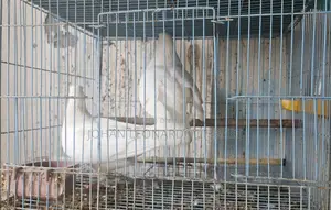 2 Pair White Pigeons