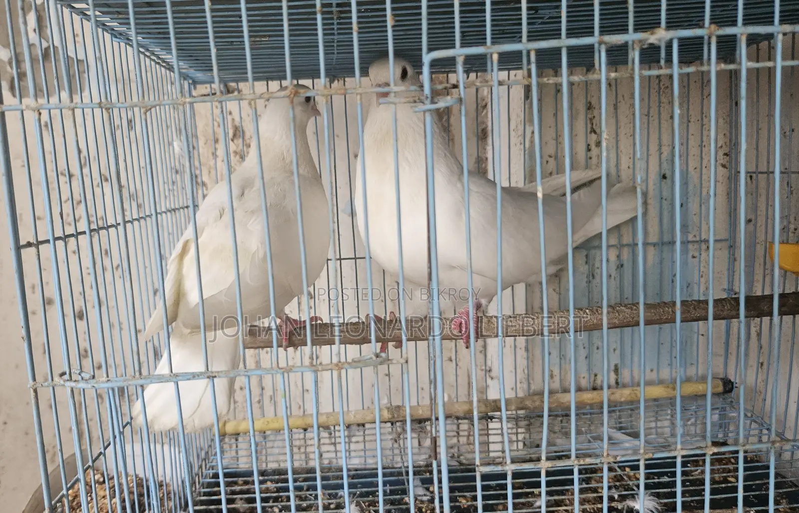 2 Pair White Pigeons