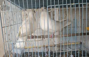 2 Pair White Pigeons