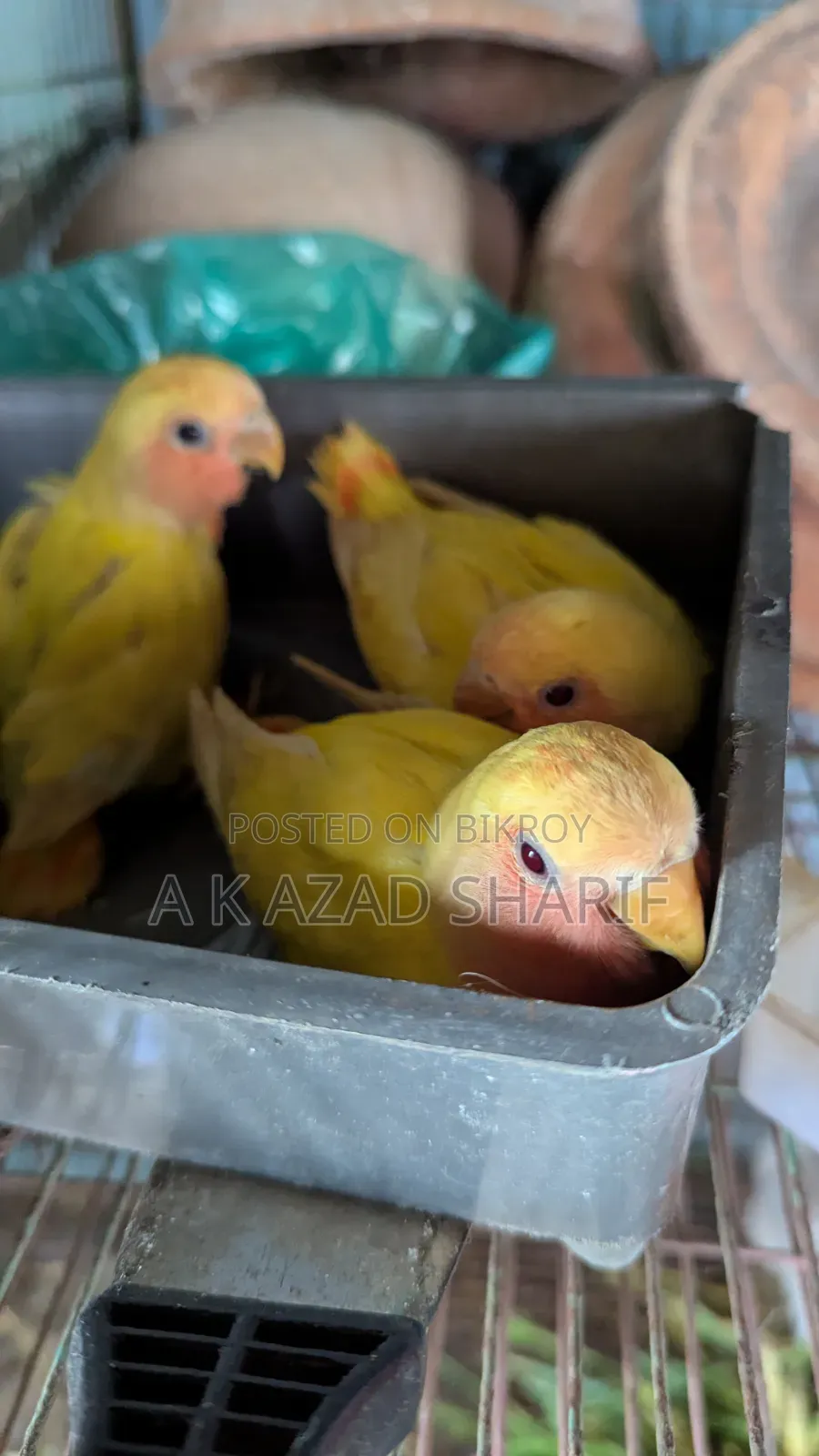 Lovebirds Baby
