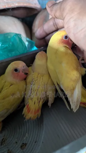 Lovebirds Baby
