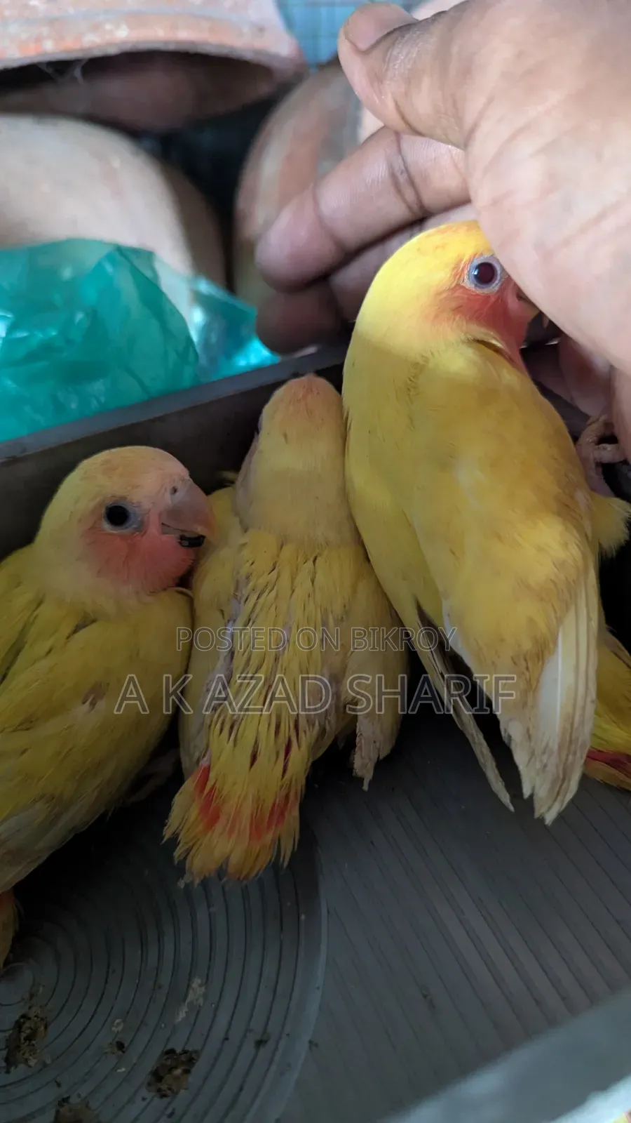 Lovebirds Baby