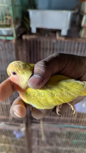 Lovebirds Baby
