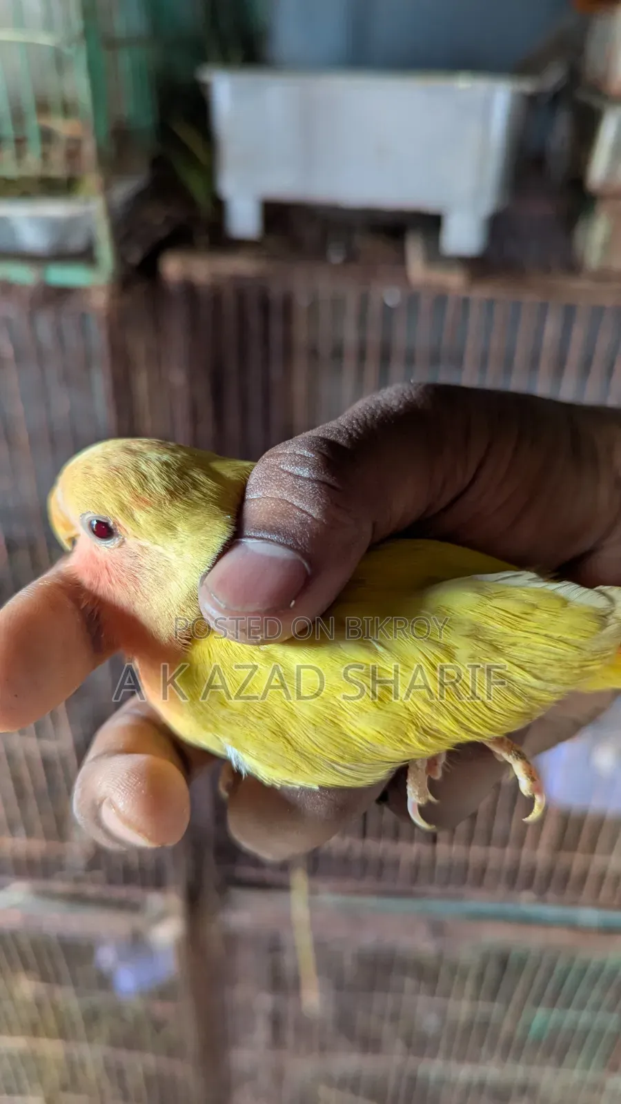 Lovebirds Baby