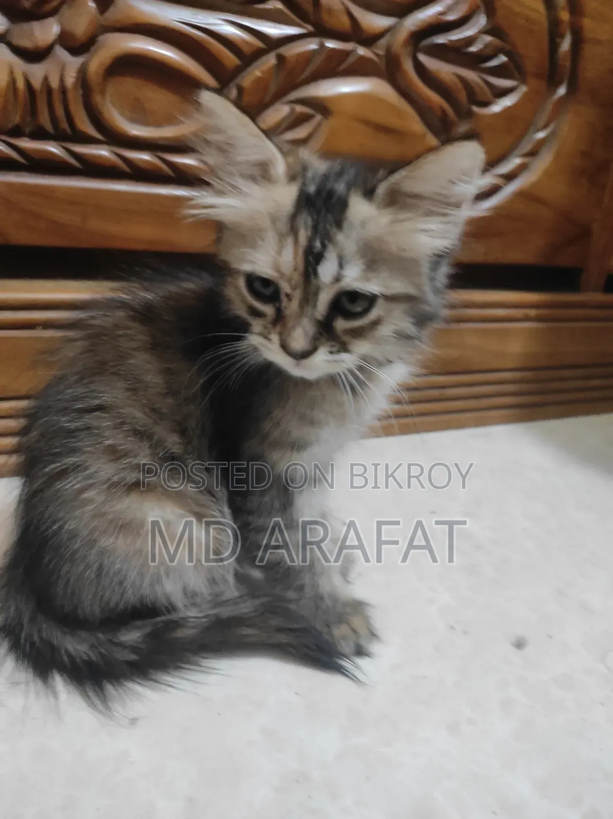 ১-৩ মাস বয়সী খাঁটি পার্সিয়ান বিড়াল