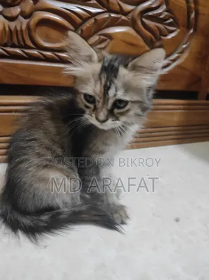 ১-৩ মাস বয়সী খাঁটি পার্সিয়ান বিড়াল