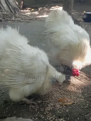 সিল্কি মুরগি