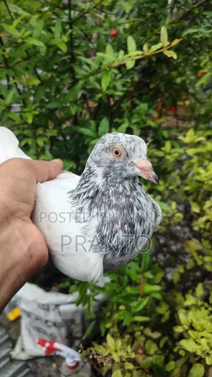 Pigeon